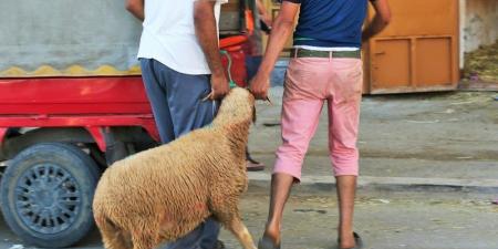 أجواء
      استثنائية
      في
      عيد
      الأضحى