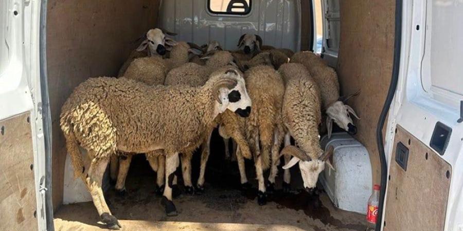 درك
      ابن
      جرير
      يوقف
      نشاط
      "عنابة"
