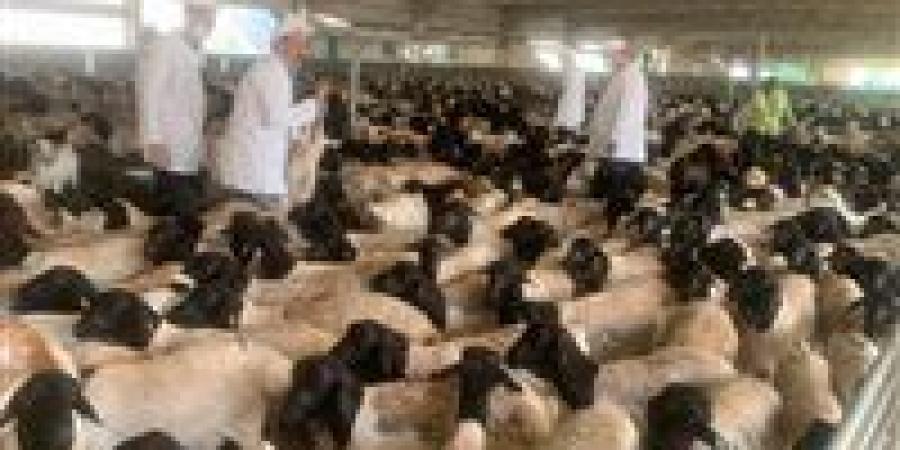 الزراعة:
      المجازر
      الحكومية
      تستقبل
      أكثر
      من
      9800
      أضحية
      خلال
      أول
      أيام
      العيد