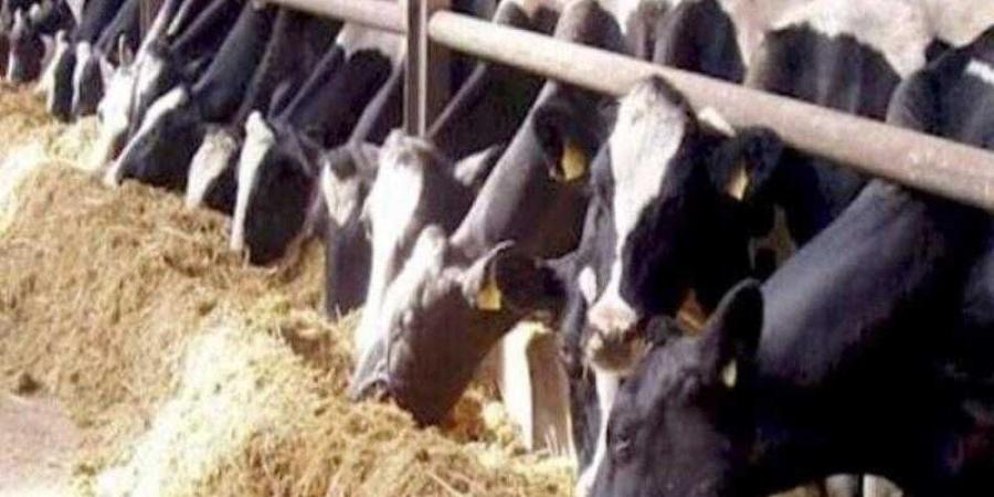 وزير
      الزراعة
      يستعرض
      مع
      رئيس
      ”الخدمات
      البيطرية”
      الخطط
      الاحترازية
      لحماية
      الثروة
      الحيوانية
      من
      الأمراض