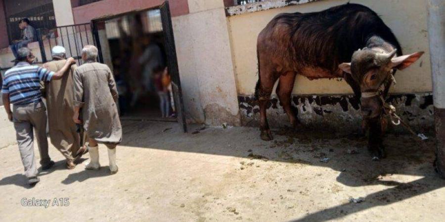 بينها
      136
      في
      أول
      أيام
      العيد..
      ذبح
      أكثر
      من
      320
      أضحية
      بالمجازر
      الحكومية
      بأسيوط