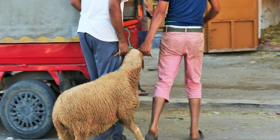 أجواء
      استثنائية
      في
      عيد
      الأضحى
