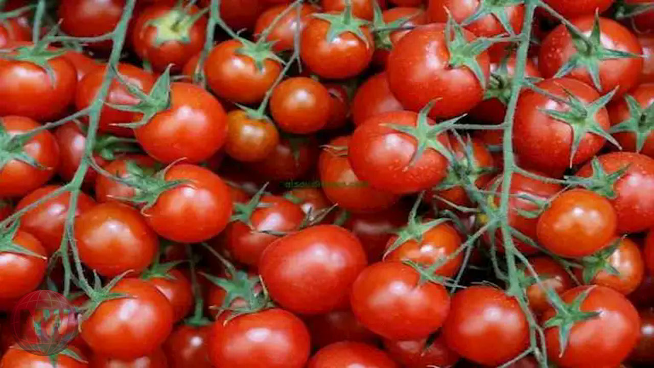 أسعار الخضروات والفاكهة بسوق العبور: ارتفاع الطماطم والبطاطس وانخفاض البصل والكوسة