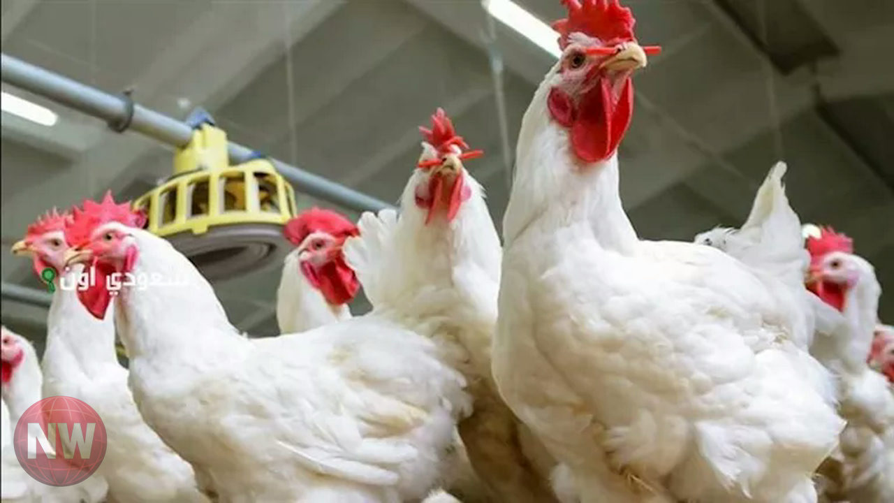 تراجع أسعار الدواجن الحية في مصر اليوم الثلاثاء: الكيلو بـ 114.52 جنيه