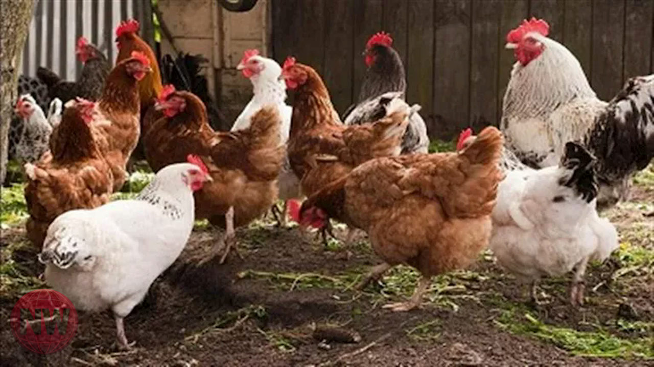 ارتفاع أسعار الدواجن الحية في مصر اليوم الجمعة 6 مارس 2026