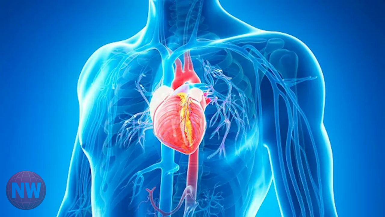 علامات مبكرة لأمراض القلب قد تظهر مع شروق الشمس