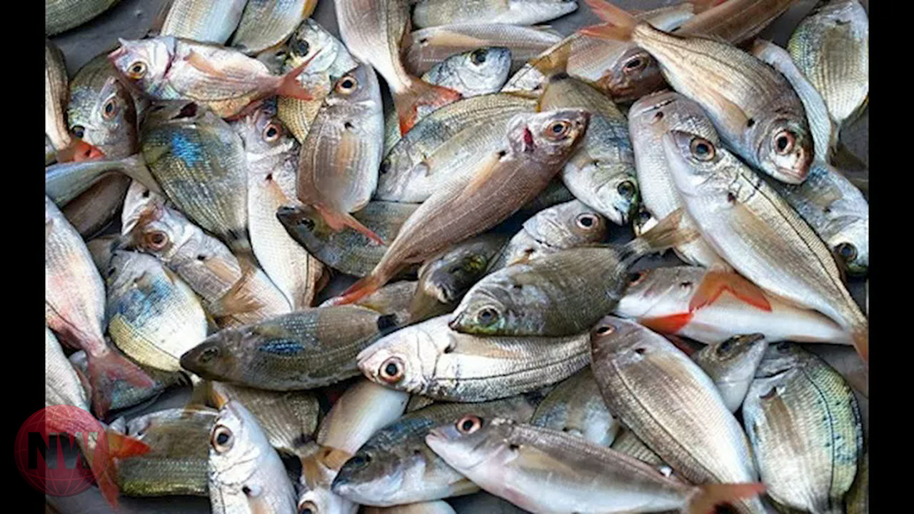 مصادر غنية بفيتامين د: أسماك تعزز الصحة وتقوي المناعة