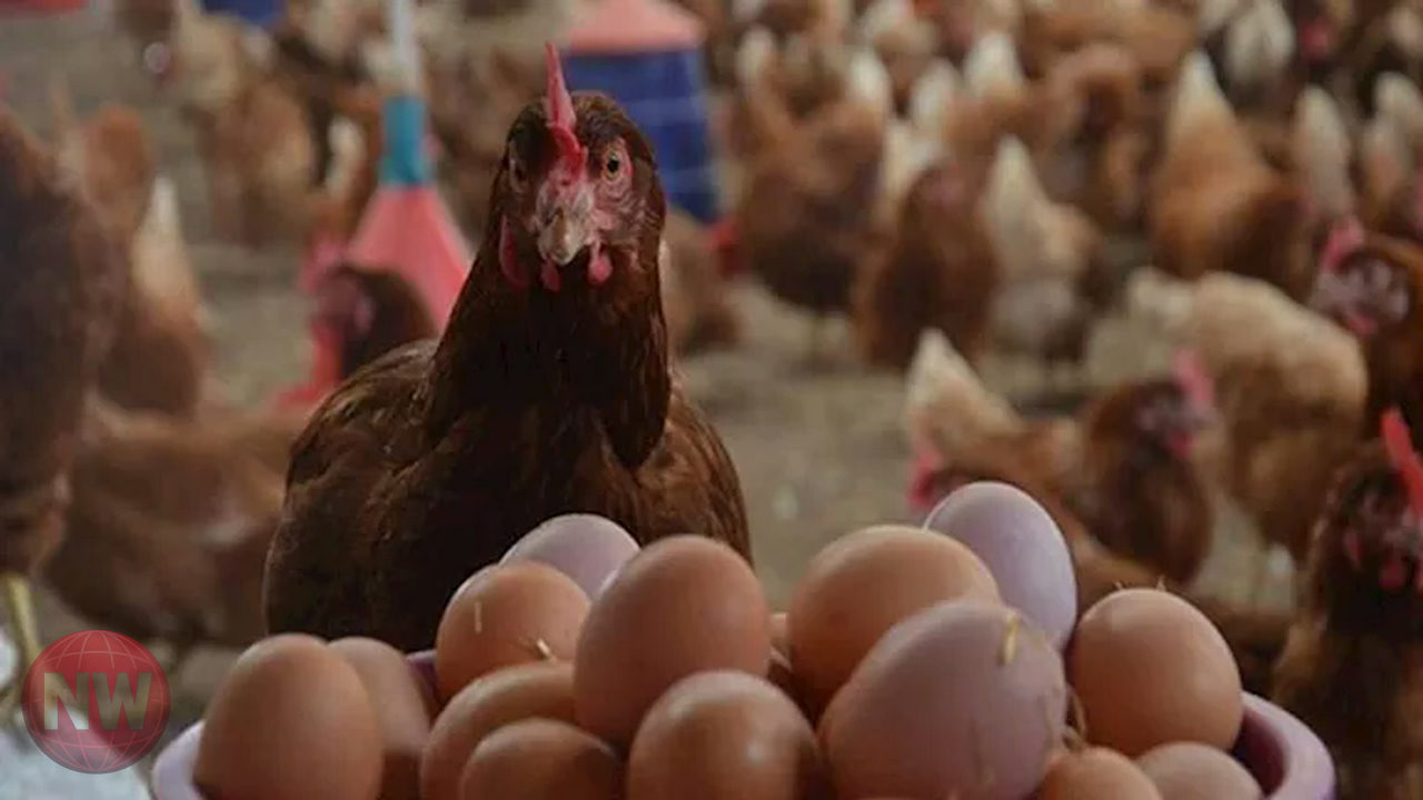 أسعار الدواجن والبيض تقفز قبيل عيد الفطر.. شعبة الجيزة توضح الأسباب