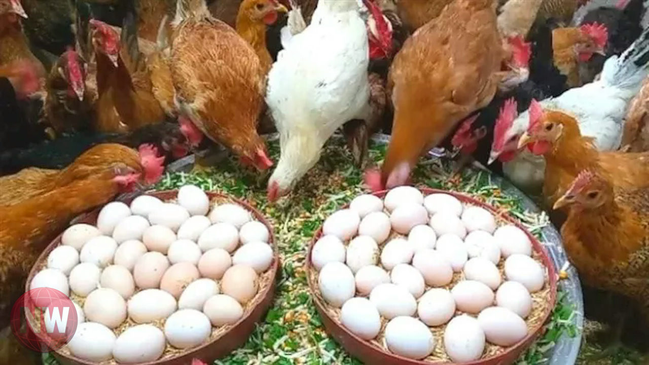 أسعار البيض تقفز اليوم وسط استقرار نسبي للدواجن في مصر