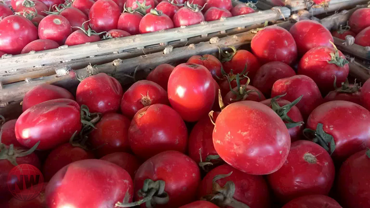 أسعار الطماطم تنخفض إلى 21.5 جنيه للكيلو بالمجمعات الاستهلاكية
