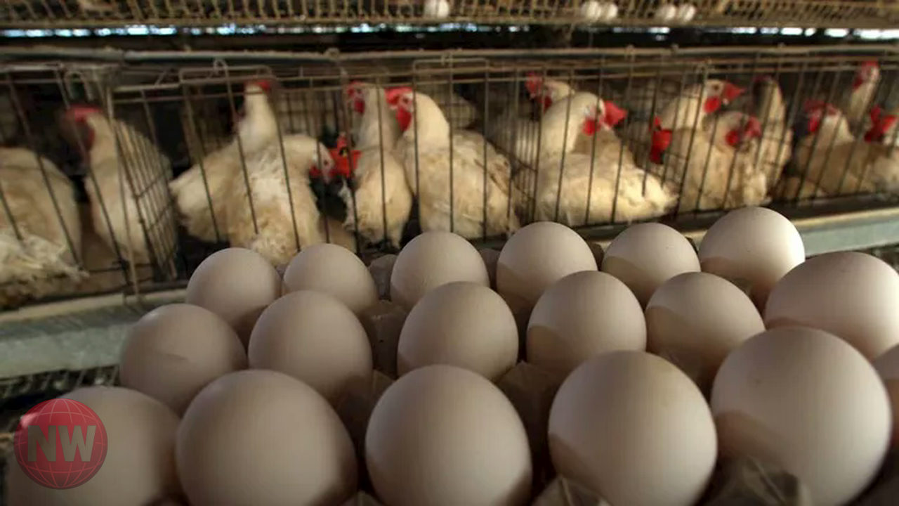 أسعار الدواجن والبيض في مصر اليوم الجمعة 3 أبريل 2026