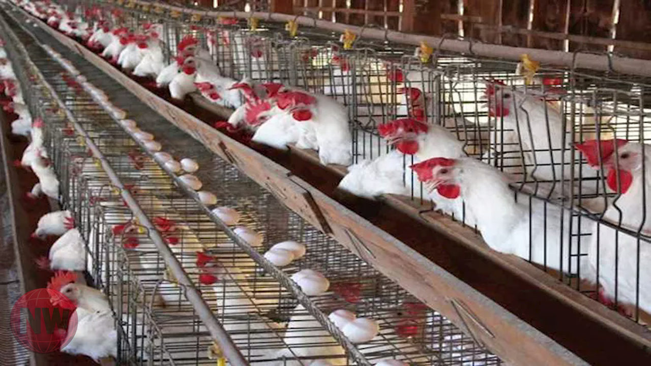 أسعار الدواجن والبيض في مصر اليوم الخميس 9 أبريل 2026