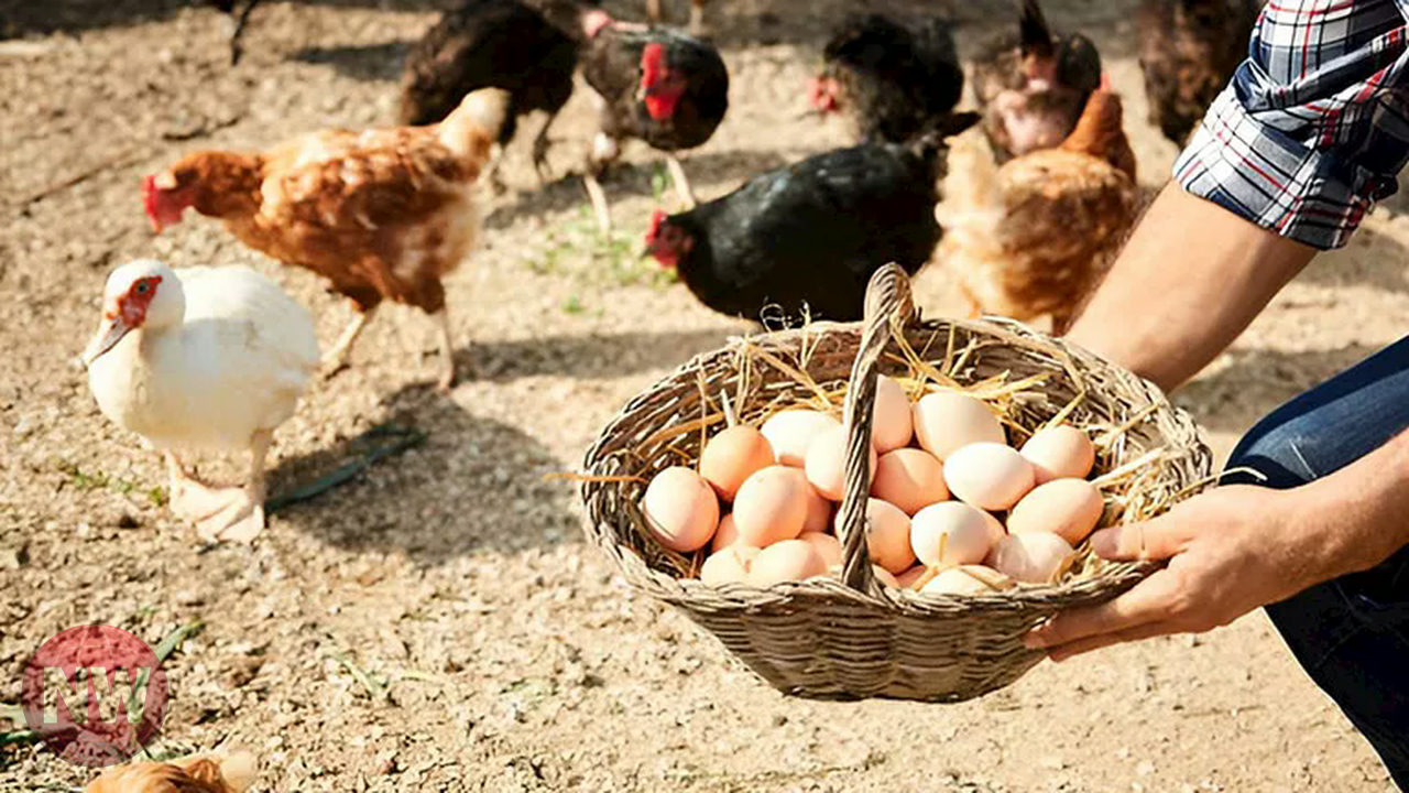 أسعار الفراخ والبيض اليوم السبت 18-4-2026 في مصر