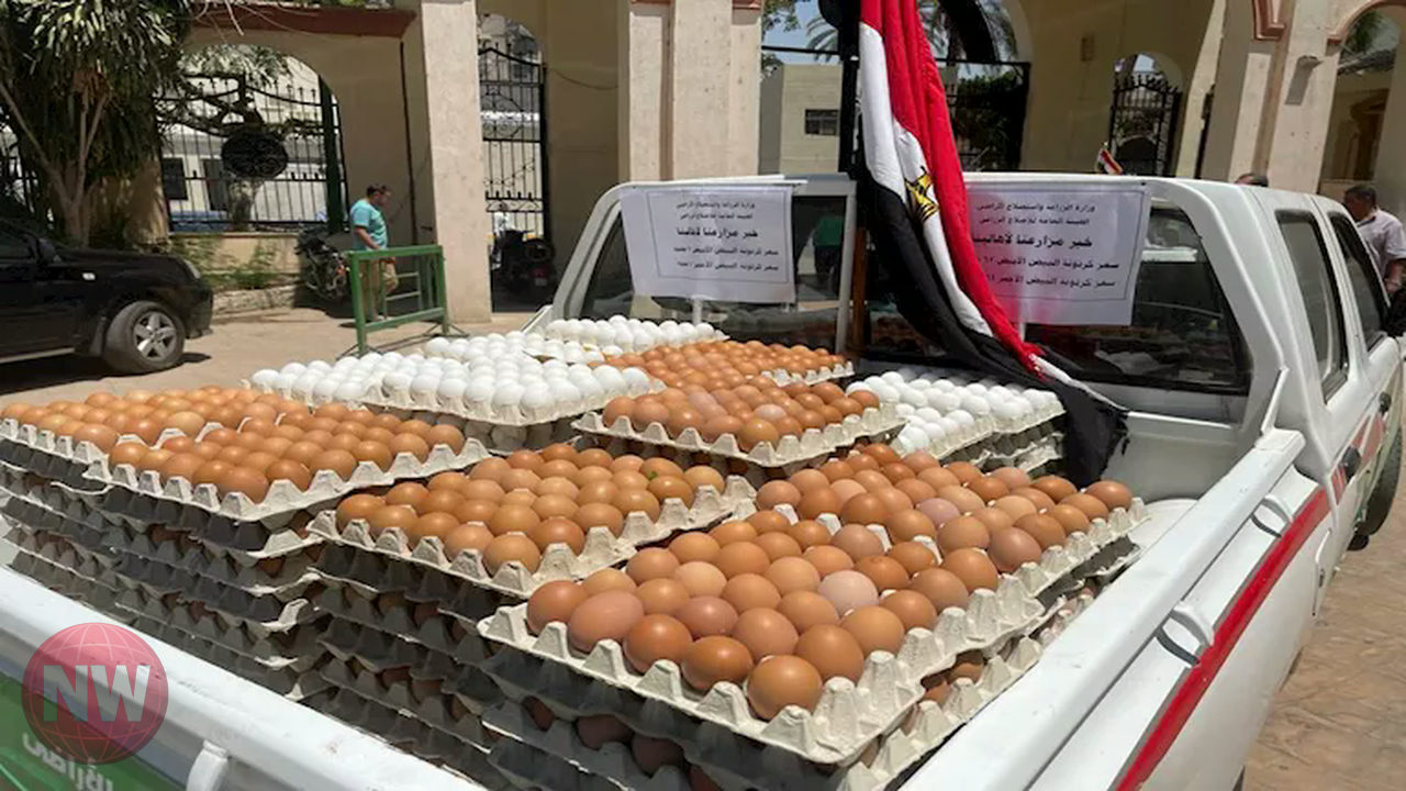 أسعار البيض اليوم: انخفاض كبير في المزرعة والسوق المحلي
