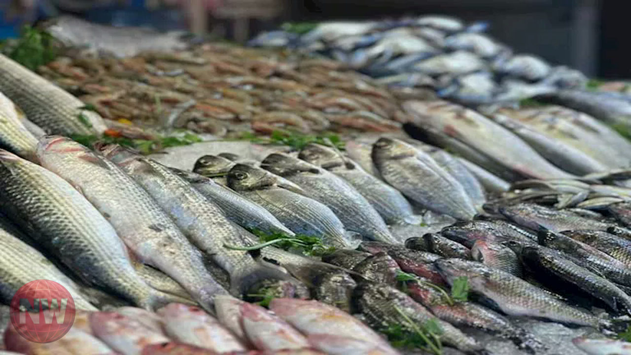 أسعار الأسماك اليوم: انخفاض المكرونة السويسي والكابوريا واستقرار البلطي