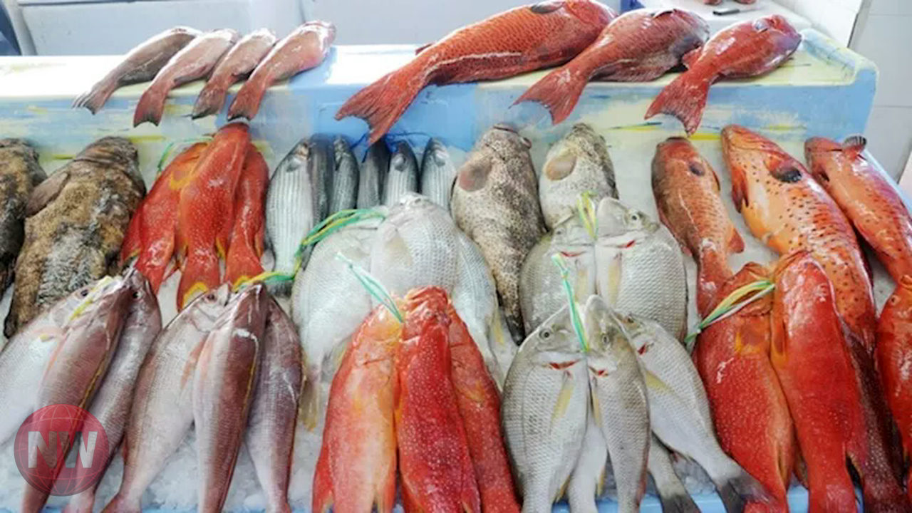 أسعار الأسماك اليوم: البلطي يتراجع والمكرونة ترتفع في سوق العبور