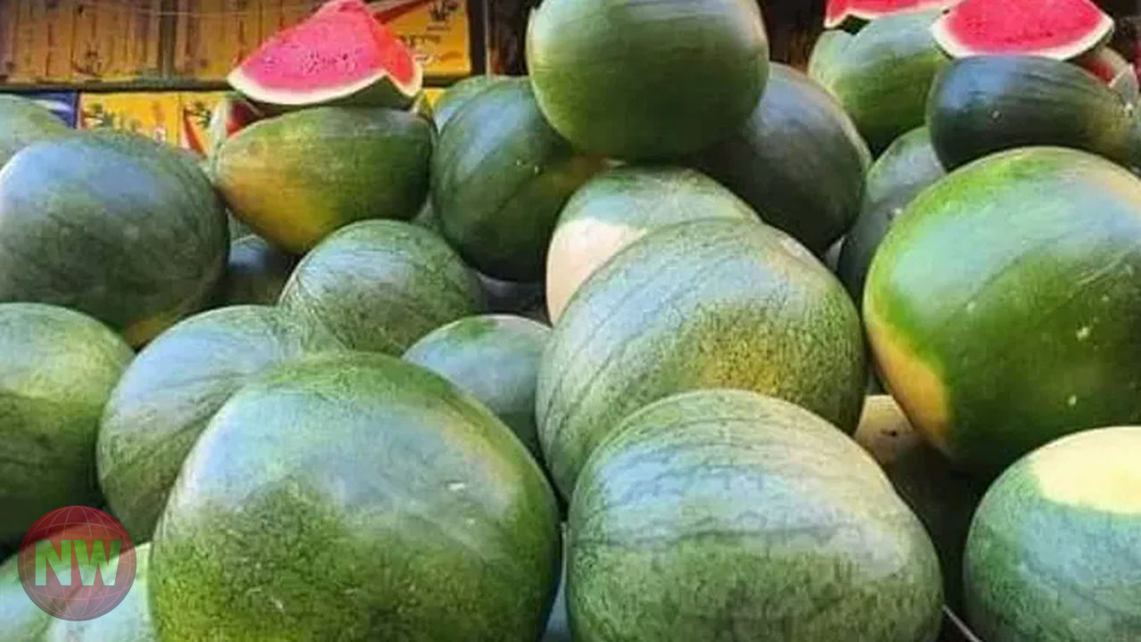 أسعار البطيخ في مصر: ارتفاع غير مسبوق وتوقعات بانخفاضه