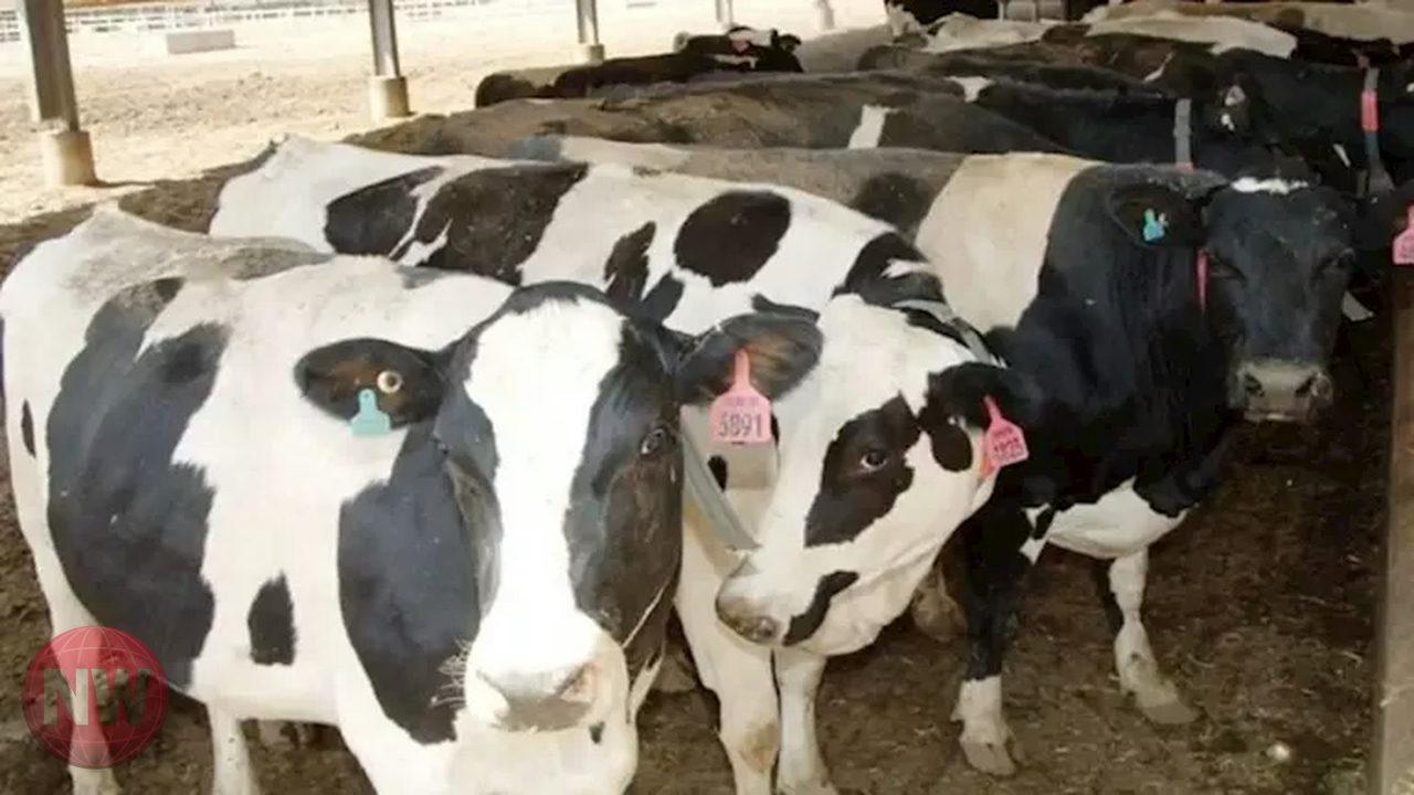 أسعار المواشي ترتفع 15 جنيهاً للكيلو قبل عيد الأضحى