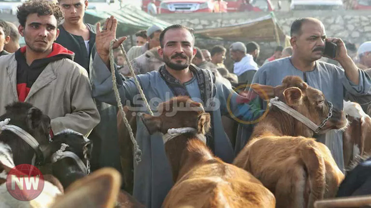 تجار المواشي: أسعار الأضاحي ترتفع وسط ركود وضعف القدرة الشرائية