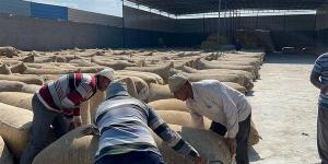 "الذهب
      الأبيض
      غنوا
      له"..
      جني
      القطن
      من
      أراضي
      الدقهلية
      وتوريد
      المحصول
      بالمحالج