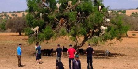 المغرب يحتفي باليوم العالمي لشجرة الأركان