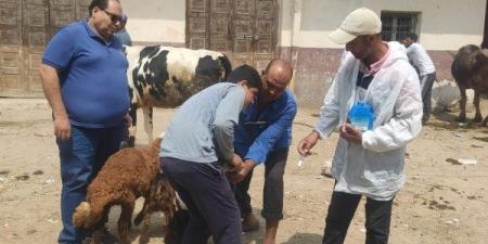 تحصين وعلاج آلاف رؤوس الماشية بالبحيرة لتعزيز الثروة الحيوانية
