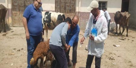 تحصين
      23
      ألف
      رأس
      ماشية
      ضد
      مرضي
      الحمى
      القلاعية
      والوادي
      المتصدع
      بالبحيرة