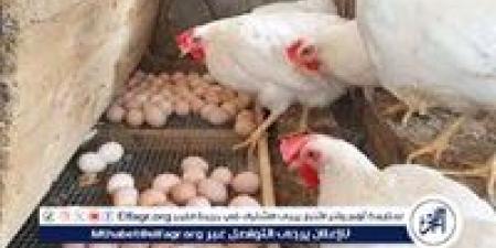 أسعار
      الدواجن
      اليوم
      الإثنين
      الموافق
      19-5-2025
      فى
      سوهاج