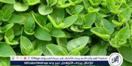 فوائد
      البردقوش
      لصحة
      الطفل
      وتقوية
      المناعة
      والجهاز
      الهضمي