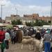 شراء
      الأكباش
      ينتعش
      بالقصر
      الكبير
