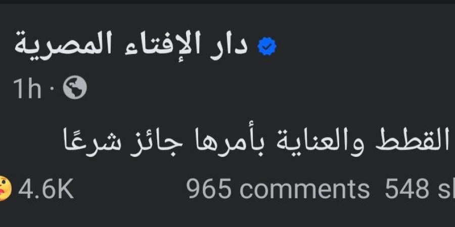 فتوى تربية القطط تُشعل الجدل.. ودار الإفتاء تحسم الأمر