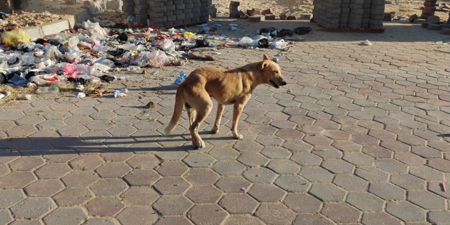 القمامة في استقبال رواد المعهد النموذجي بمستقبل الإسماعيلية