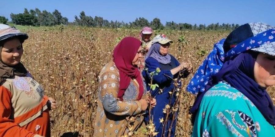 نورت يا قطن النيل .. قصص العمال والمزارعين خلف الذهب الأبيض"