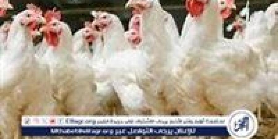 بورصة
      الدواجن..
      أسعار
      الفراخ
      البيضاء
      اليوم
      الخميس
      31-10-2024
      في
      قنا