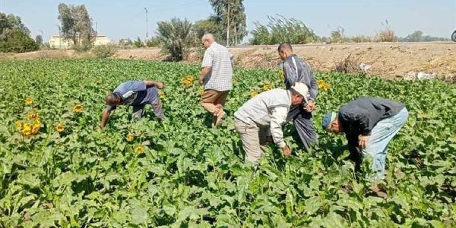 "الزراعة"
      تستعرض
      حصاد
      الأنشطة
      الإرشادية
      خلال
      شهر
      أكتوبر