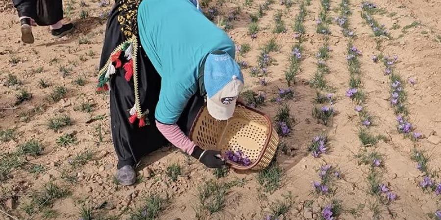 جني
      الزعفران
      في
      تاليوين