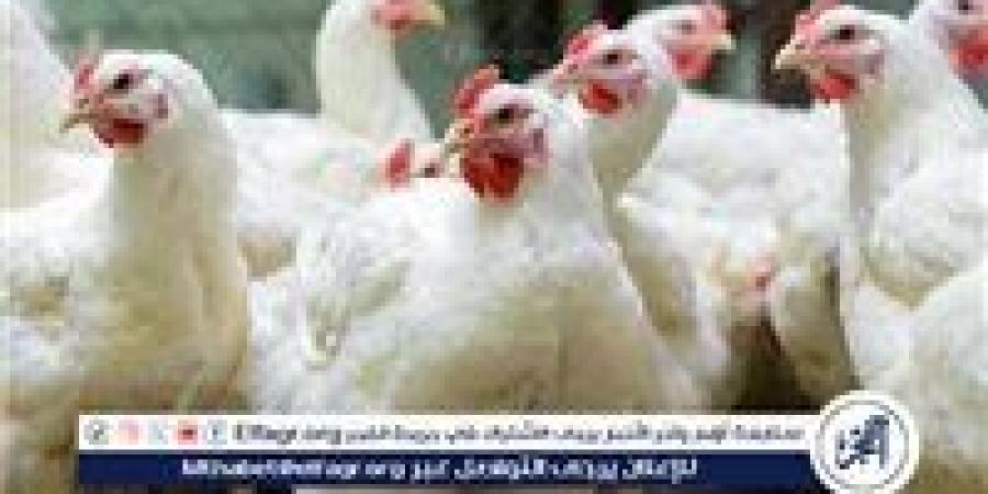 بورصة
      الدواجن..
      أسعار
      الفراخ
      البيضاء
      اليوم
      الجمعة
      22-11-2024
      في
      قنا