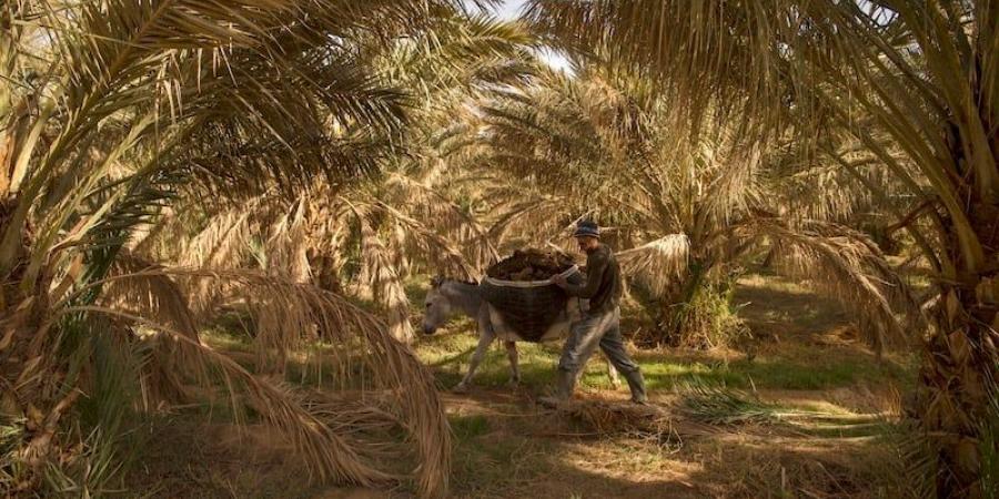 الواحات
      تبرز
      التفرد
      المحلي
      بالمغرب