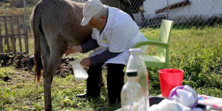 منتجات
      حليب
      الحمير
      تكسب
      المزيد
      من
      الشعبية
      في
      ألبانيا