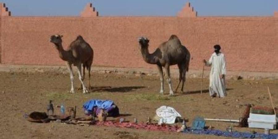 إقصاء كسابة الإبل من الدعم وتعثر قانون المراعي يهدد بـ"اندثار" حياة البدو بالأقاليم الجنوبية