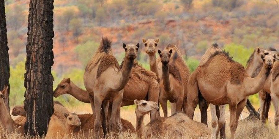 حملة إعدام جماعي للإبل، أستراليا تستنجد بالعرب للهروب من جمعيات حقوق الحيوان