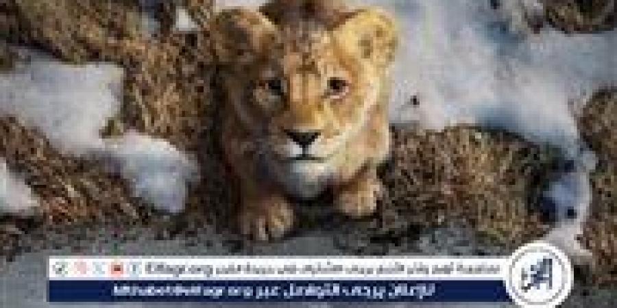 "Mufasa:
      The
      Lion
      King"
      يواصل
      زئيره
      في
      شباك
      التذاكر
      ويقترب
      من
      600
      مليون
      دولار
      عالميًا