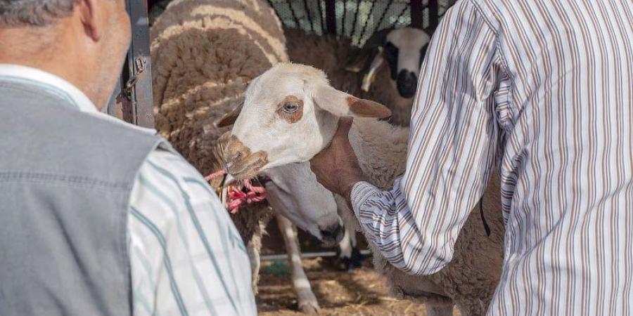 ارتفاع
      أسعار
      الماشية
      بالأسواق
      المغربية
      يزيد
      جرائم
      عصابات
      "الفراقشية"