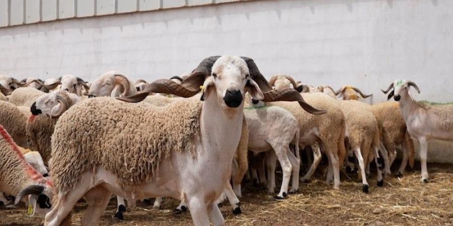 عدم
      ذبح
      أضاحي
      العيد
      يفتح
      آفاق
      تحسين
      القطيع
      وزيادة
      الإنتاج
      في
      المغرب