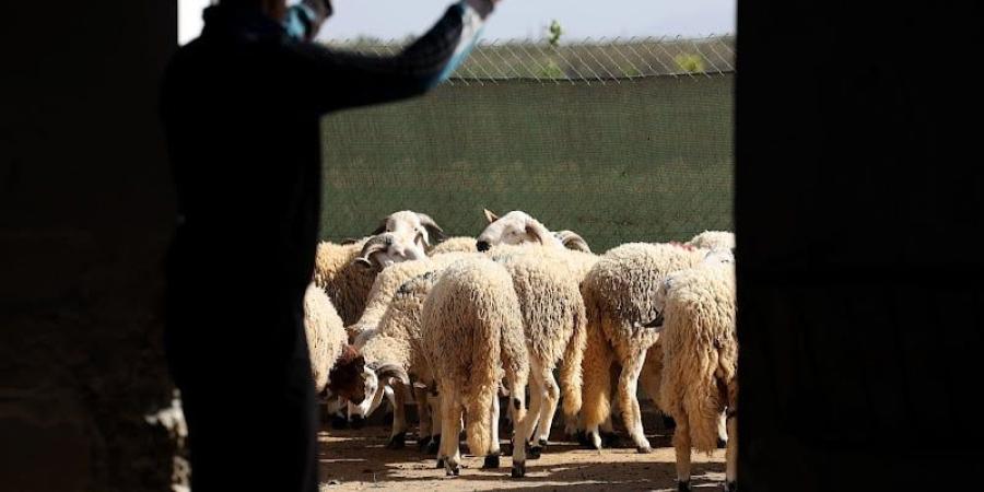 عدم
      القيام
      بشعيرة
      أضحية
      العيد
      يضع
      المغرب
      أمام
      إعادة
      هيكلة
      قطيع
      الماشية