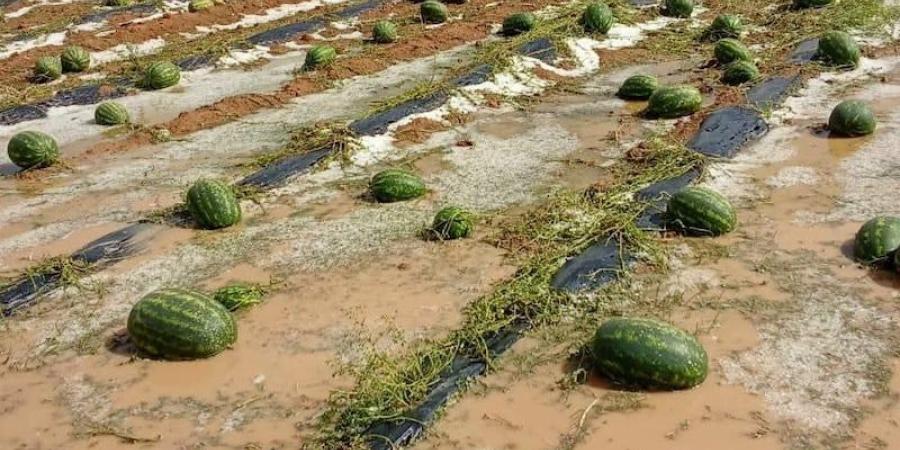 عاصفة
      رعدية
      تخلف
      خسائر
      جسيمة
      في
      محاصيل
      الدلاح
      بإقليم
      زاكورة