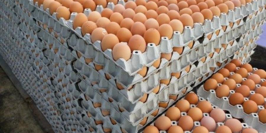 وزير الزراعة: 100 مليار جنيه حجم الاستثمار في صناعة الدواجن