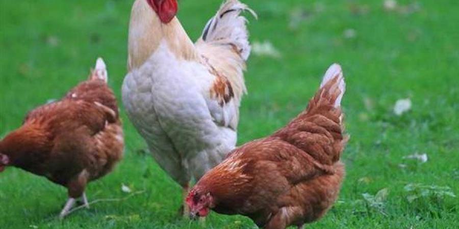 بورصة
      الدواجن
      الرئيسية
      اليوم..
      ...