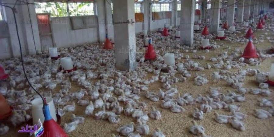 الحكومة
      تنفي
      وجود
      متحورات
      أو
      فيروسات
      وبائية
      منتشرة
      بين
      الدواجن