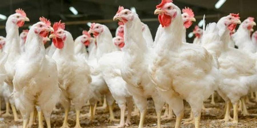 شعبة
      الدواجن:
      لا
      نقص
      في
      الأعلاف
   ...